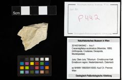 Foto (Objekt + Etiketten) von Cracensigillatus acutirostrus (Moericke, 1889) 